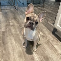 Lost Pet Image
