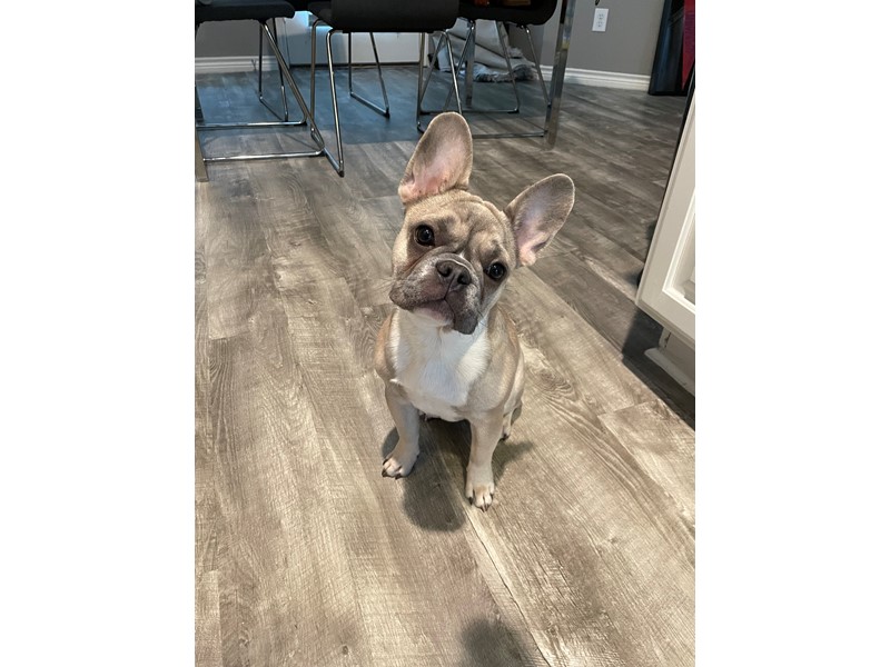 Pet Photo