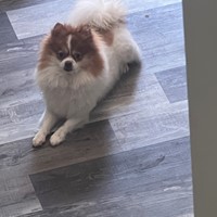 Lost Pet Image