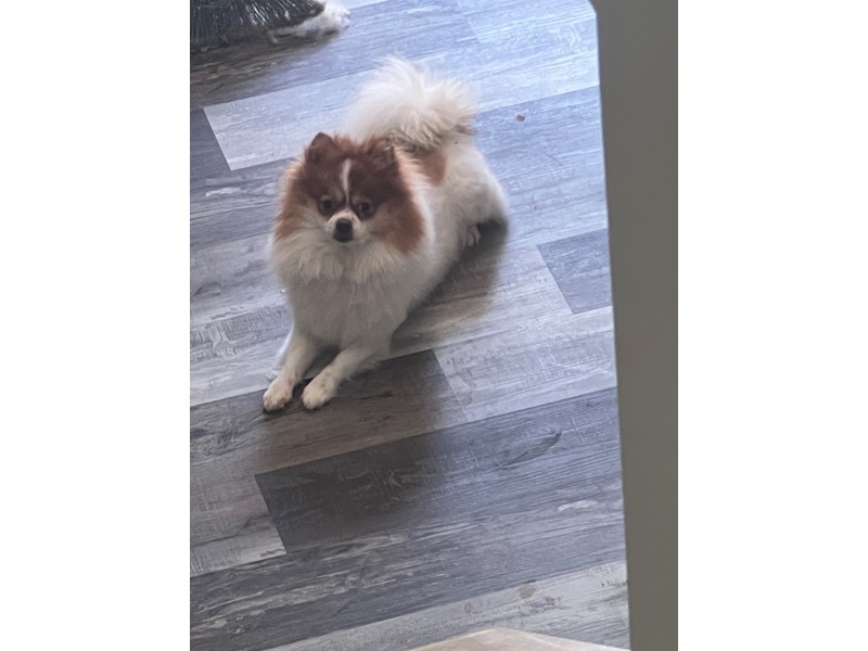Pet Photo