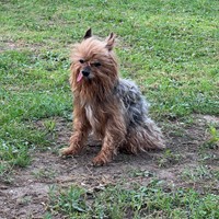 Lost Pet Image