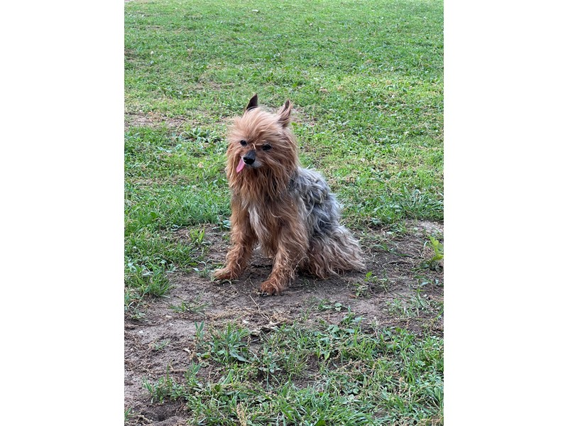 Pet Photo