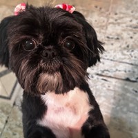 Lost Pet Image