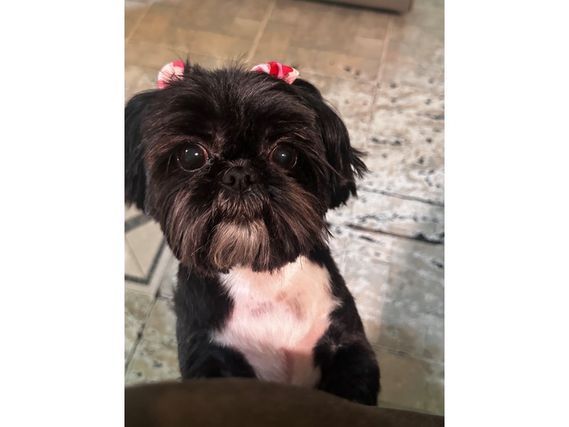 Pet Photo