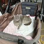 Shady, Domestic Short Hair, lost pet near Hills, IA
