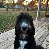 Lost Pet Image