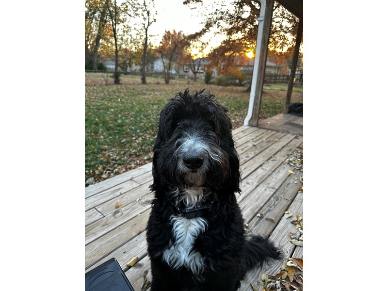 Pet Photo