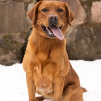 Lost Pet Image