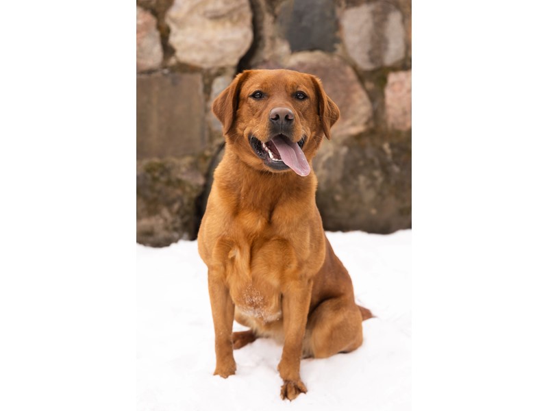 Pet Photo