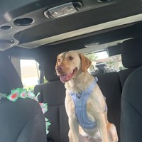 Lost Pet Image