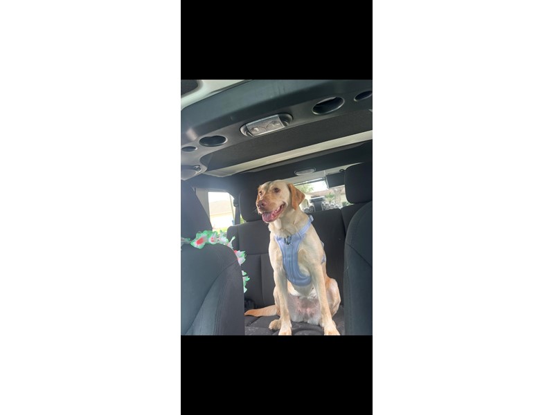 Pet Photo