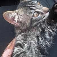 Lost Pet Image