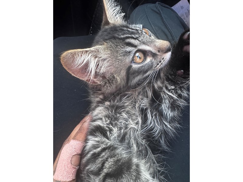 Pet Photo