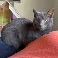 Lost Pet Image