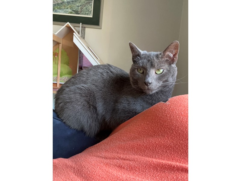 Pet Photo