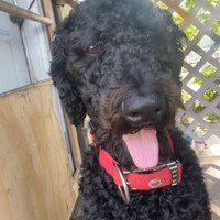 Lost Pet Image