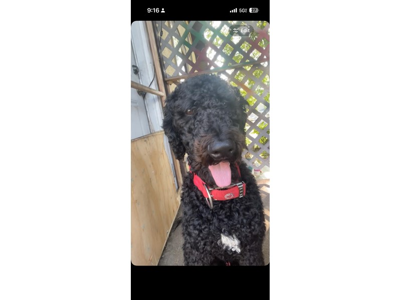 Pet Photo
