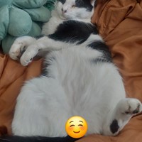 Lost Pet Image