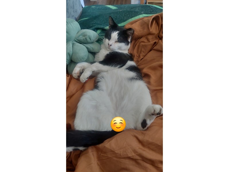 Pet Photo