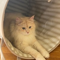 Lost Pet Image