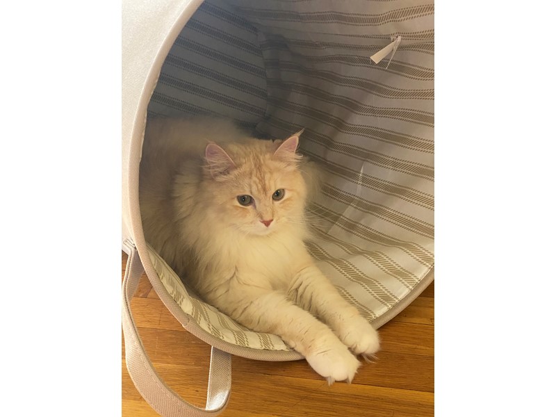 Pet Photo