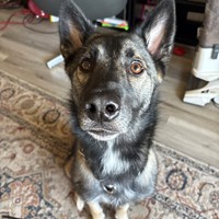 Lost Pet Image