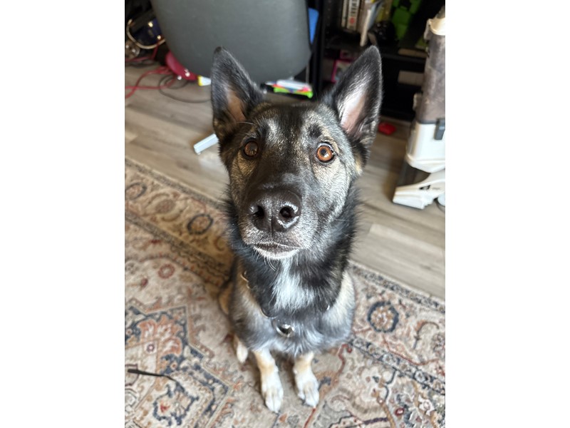 Pet Photo