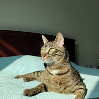 Lost Pet Image