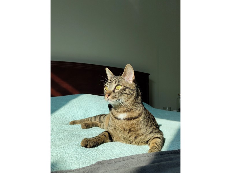 Pet Photo