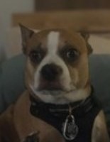 Lost Pet Image