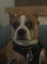 Pet Photo