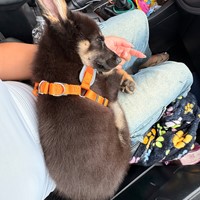 Lost Pet Image