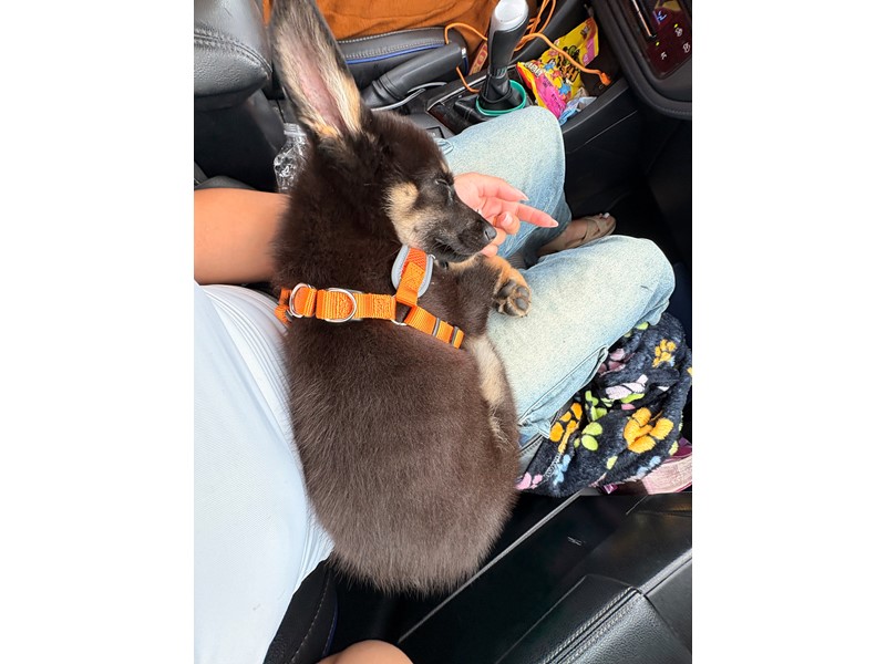Pet Photo