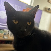 Lost Pet Image