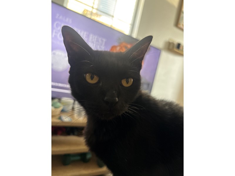 Pet Photo