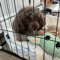 Lost Pet Image