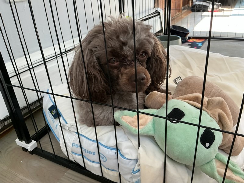 Pet Photo