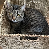Lost Pet Image