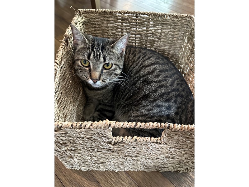 Pet Photo