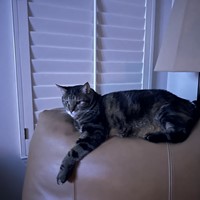 Lost Pet Image