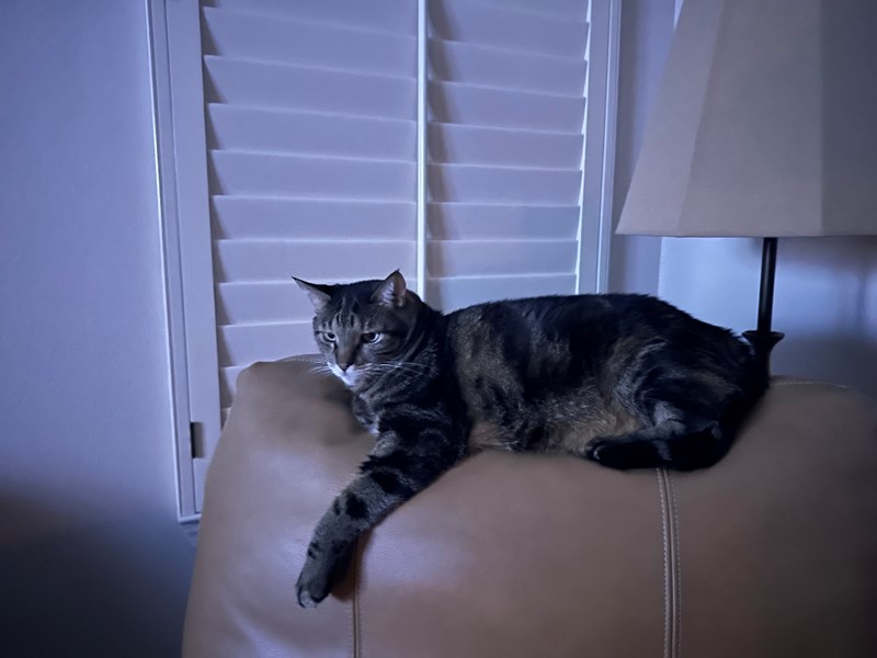 Pet Photo