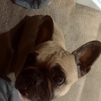 Lost Pet Image