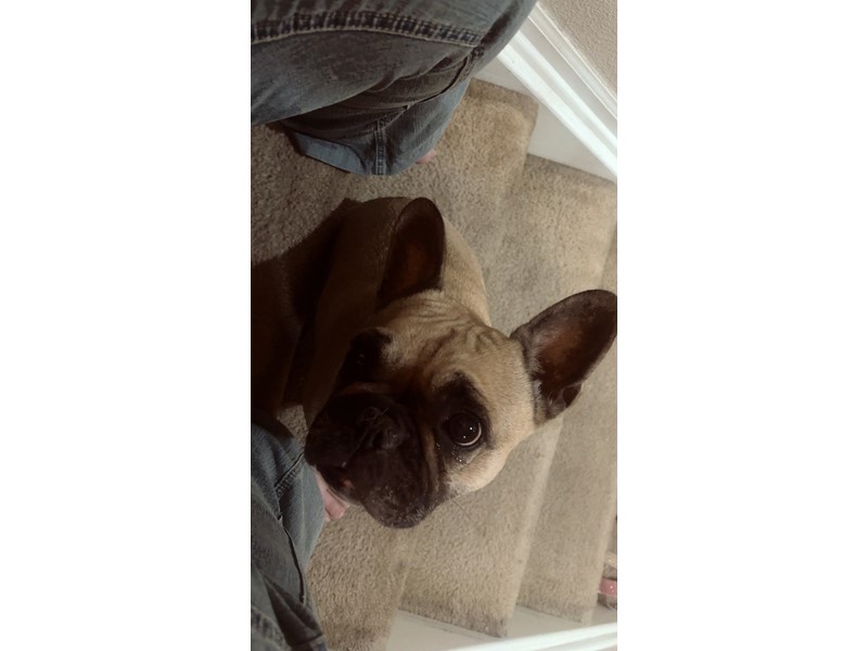 Pet Photo
