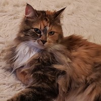 Lost Pet Image