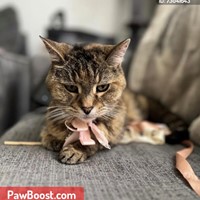 Lost Pet Image