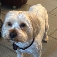 Lost Pet Image