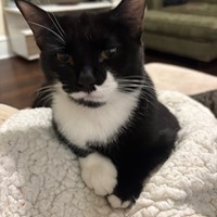 Lost Pet Image