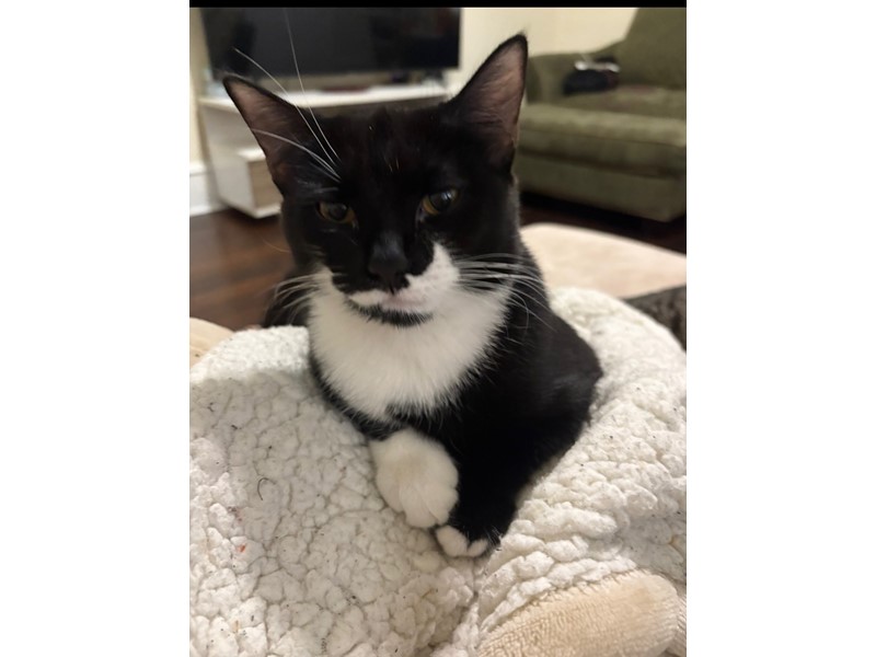 Pet Photo
