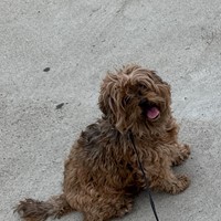 Lost Pet Image