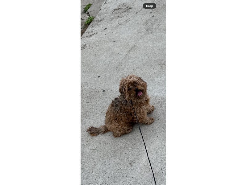 Pet Photo